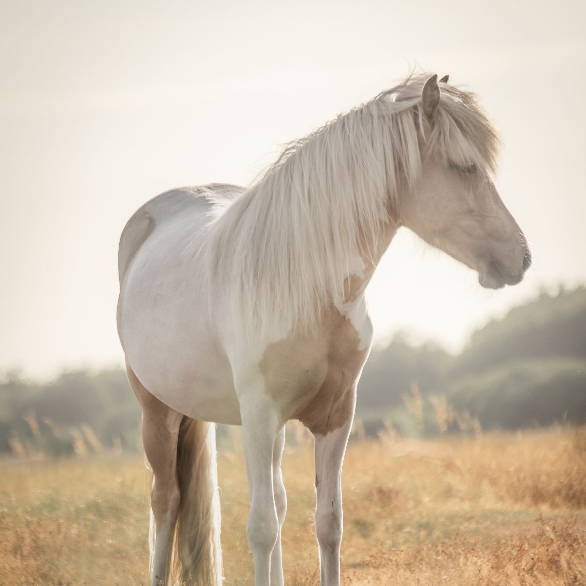 Paardencoaching op Ameland met IJslanders. IJslands paard merrie Njóla