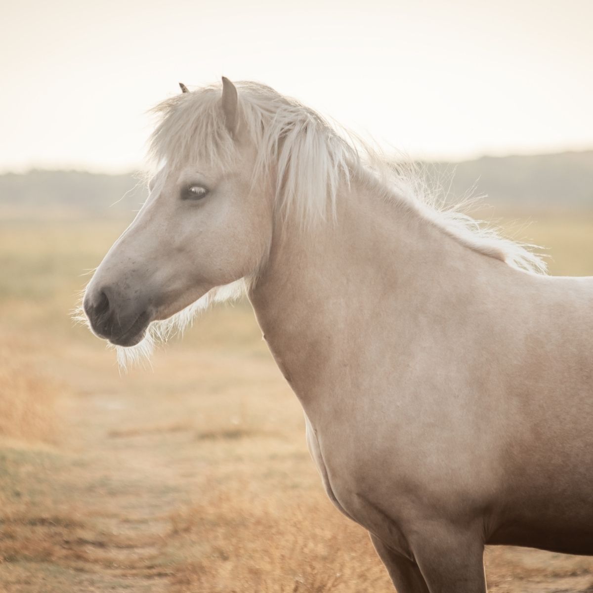Paardencoaching op Ameland met IJslanders. IJslands paard merrie Tesla